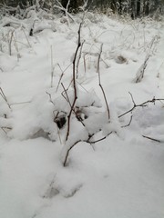 tree in snow