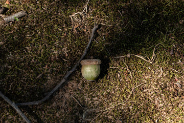 acorn in the dirt
