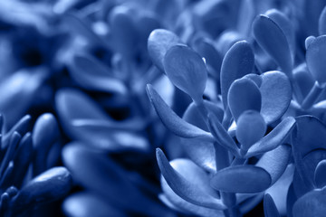 Macro succulent plant colored in clasic blue color of 2020.