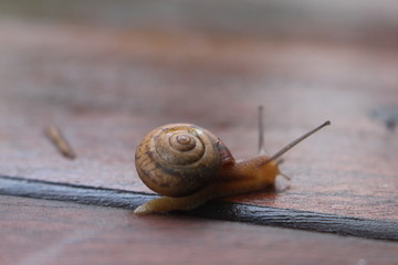 Schnecke 1 