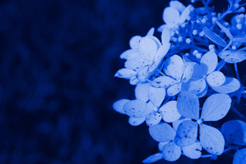 Fototapeta na wymiar Hydrangea flowers in color Pantone 2020 classic blue
