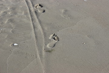 Gray sea sand coastline.