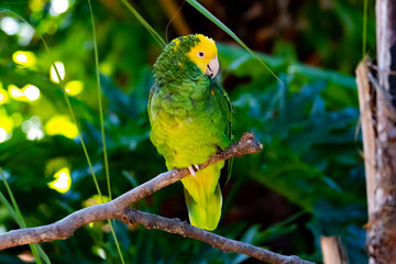 Pretty Parrot