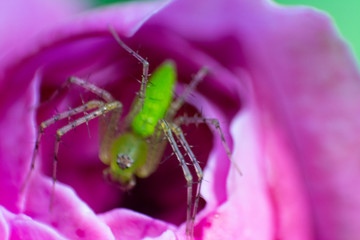 araña lince verde