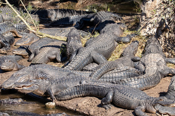 Party of Gators