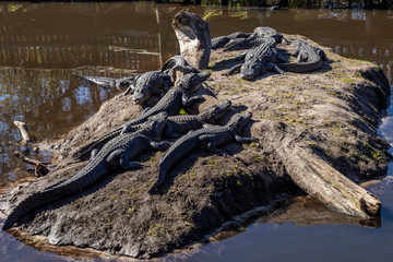 Island of Crocs