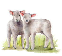 Watercolor spring card with meadow and lambs. Hand painted green grass and a pair of sheep isolated on white background. Animal illustration for design, print, fabric or background.