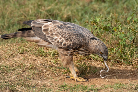 Crested Serpent Eagle (Spilornis cheela) Eating a Snake, Udawalawe National Park, Sri Lanka
