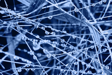 Classic blue background. Color of the year 2020. Blurred floral background.