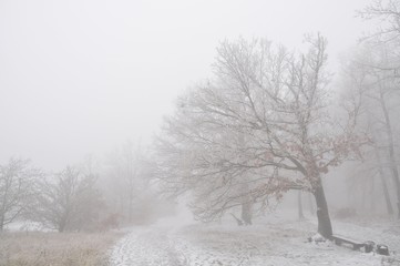 Mysterious winter foggy landscape. Broad leaf trees in fog, gloomy creepy landscape, glaze ice and rime, snow.  .