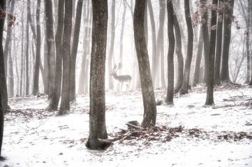 Mysterious creepy foggy forest covered with glaze ice and rime. Fog,oak trees, animal (probably fallow deer) in woodland, winter landscape.  Czech republic,Europe.  .