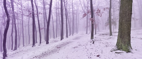 Snowy forest covered with glaze ice and rime. Fog,oak trees, red leafs, woodland, winter landscape. Can be used as panoramic christmas image. Czech republic,Europe.  .