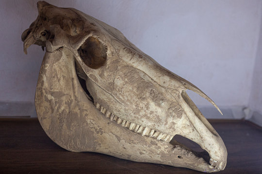 Horse skull. Animal head bone.