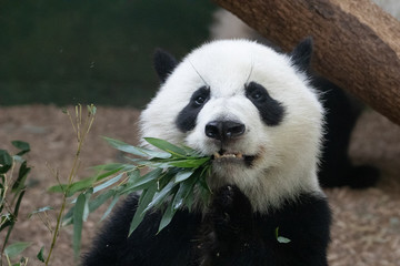 Panda Eating - obrazy, fototapety, plakaty