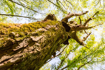 Springtime foliage on a moss covered old tree with young green leafs on the trees tops.