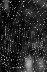 Obraz premium Spider's web with raindrops. Geometries of nature. Brazil
