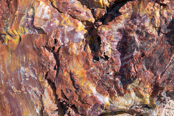 A colorful example of petrified wood at the Petrified Forest National Park. The stone is marked by shades of red, orange and yellow