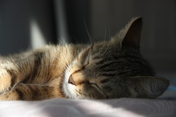 cute fluffy brown cat sleeping illuminated by a beam of light