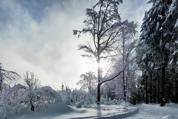 Scenic winter landscape,snowy trees with rime,fresh powder snow, mountain forest, sun and sunshine.  Dramatic sky with clouds in background.  .