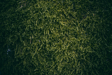 Close up view of green moss texture and background.  Organic and natural texture. 