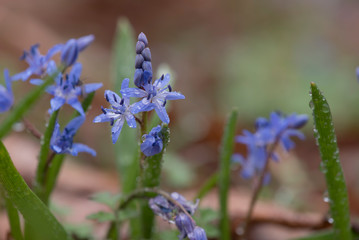 blue flowers 2