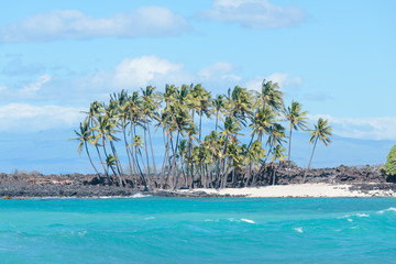 Fototapeta na wymiar Hawaii palm trees at the beach