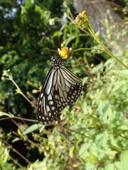 Fototapeta na wymiar Schmetterling 4
