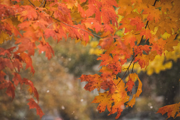 Colorful changing fall leaves during the first snow in Indianapolis