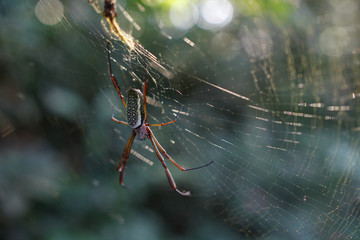 A spider in the Pedra Branca State Park, typical of the Atlantic Forest biome. Rio de janeiro Brazil