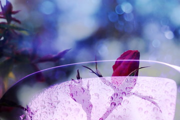 The mixed image of the view of the water on the glass and the view of the blooming Rose at the warm summer rainy day at the botanical garden. 