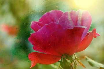The mixed image of the view of the water on the glass and the view of the blooming Rose at the warm summer rainy day at the botanical garden. 