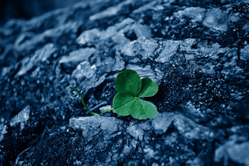 Four leaf clover lies on a log. Green leaf on a classic blue trend background.
