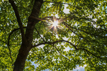Obraz premium Tree branches with green leaves and sunbeam in summer