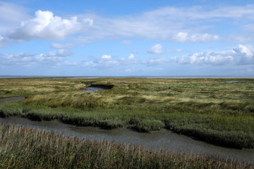 Salzwiesen im Naturschutzgebiet an der Nordseeküste bei Harlesiel im Nationalpark Wattenmeer - Stockfoto