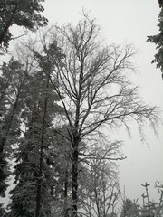 trees in winter