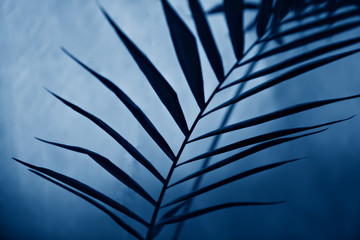 Fototapeta premium Tropical palm leaves on blurred background in blue tones.