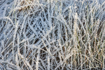 Abstract pattern of frozen dry grass. White lines of frozen dry grass in soft sunset light. First frosts closeup. Art and design concept