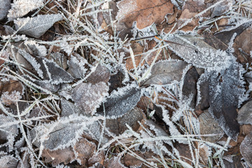Abstract pattern of frozen dry foliage and grass. Brown, white and black colour top view background. First frosts closeup. Art and design concept