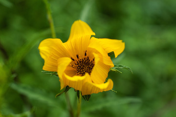 yellow flower