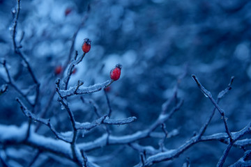Frozen rosehip berries and leaves with hoarfrost in a trendy blue tone.