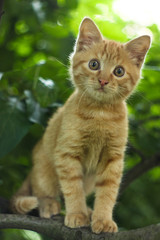 Naklejka na ściany i meble red cat sits on a branch