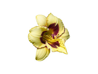 Beautiful yellow lilium flower of  Hemerocallis (day-lily) isolated on the  white background close-up.