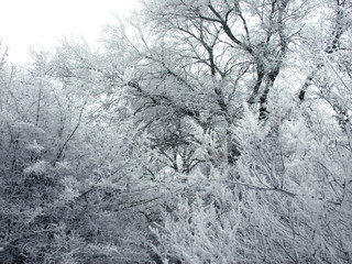  frozen tree and branches  in the winter nature, freezing crystals on the   branches