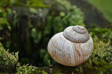 Weinbergschneckenhaus