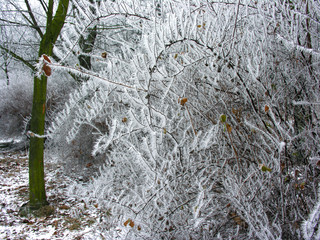 frozen branches  in the winter nature, freezing crystals on the branch
