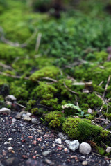 green moss on asphalt road