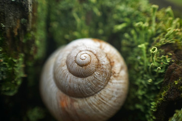 Weinbergschneckenhaus