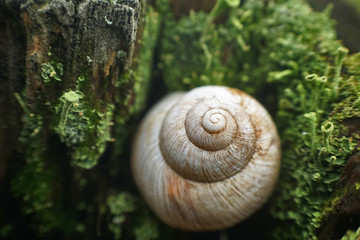 Weinbergschneckenhaus