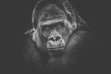 gorilla dangerous look dark background