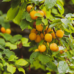 (Prunus domestica syriaca) Gelbe Mirabellen oder Gelbe Zwetschge